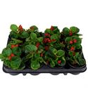 Bild von Begonia P9 Grbl Rood